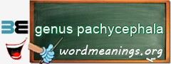 WordMeaning blackboard for genus pachycephala